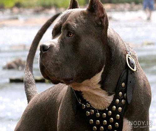  عکس از سگ پیت بول