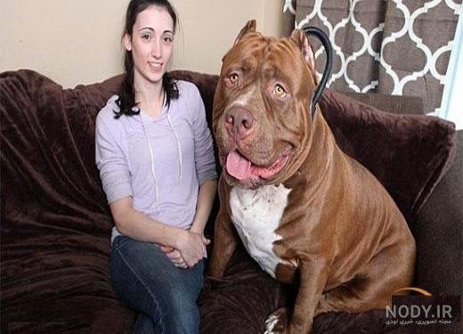  عکس از سگ پیت بول