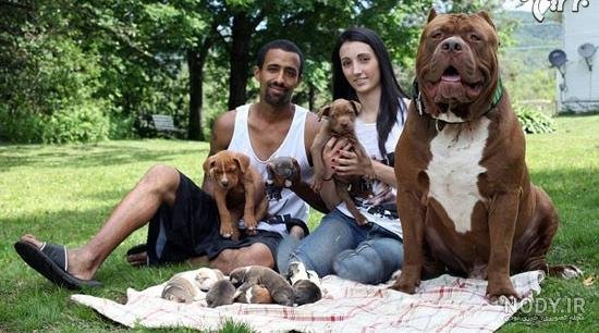  عکس از سگ پیت بول