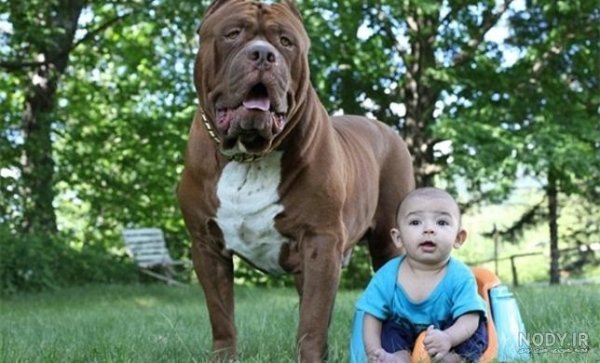  عکس از سگ پیت بول