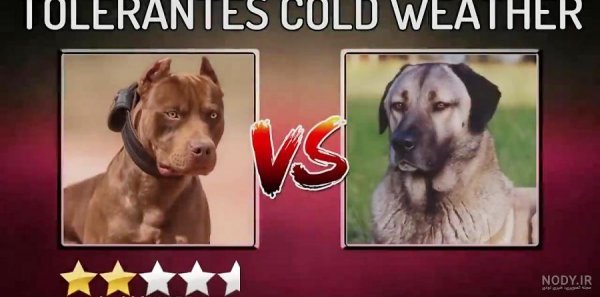  عکس از سگ پیت بول