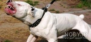  عکس از سگ پیت بول