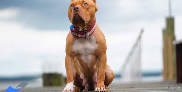  عکس از سگ پیت بول