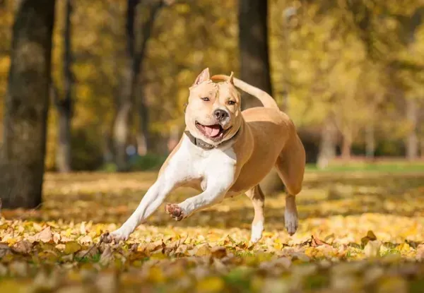  عکس از سگ پیت بول