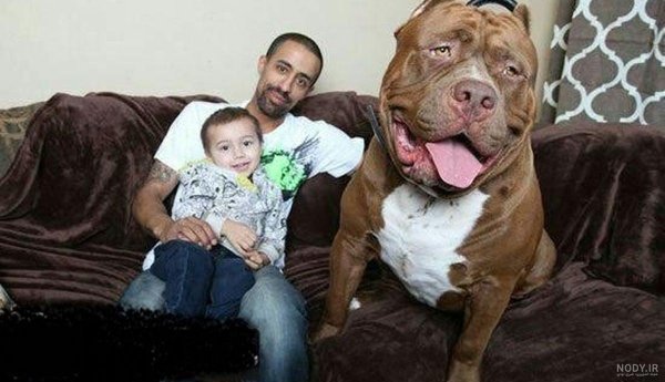  عکس از سگ پیت بول