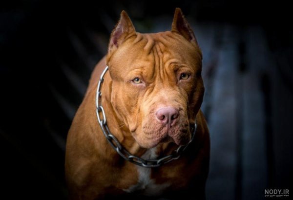  عکس از سگ پیت بول
