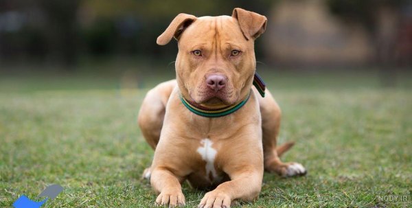  عکس از سگ پیت بول