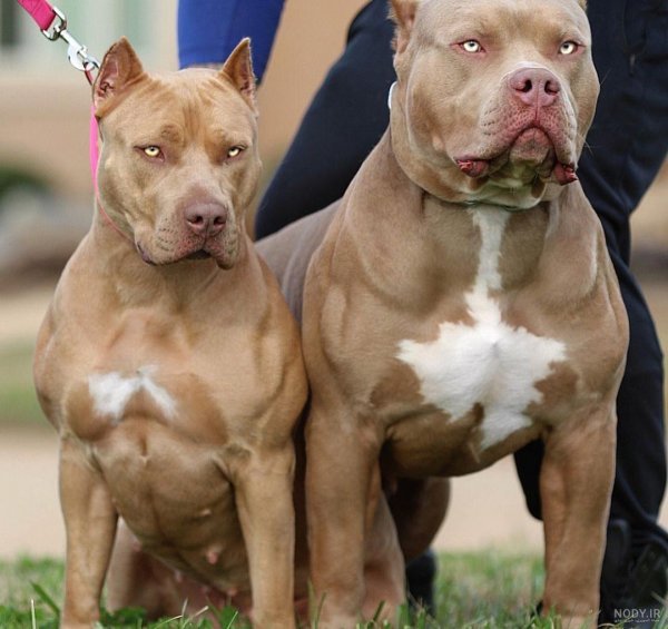  عکس از سگ پیت بول