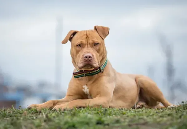  عکس از سگ پیت بول