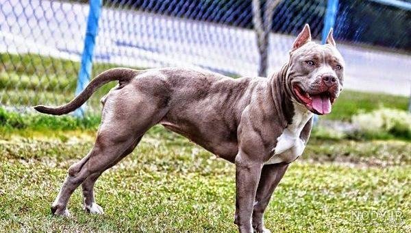  عکس از سگ پیت بول