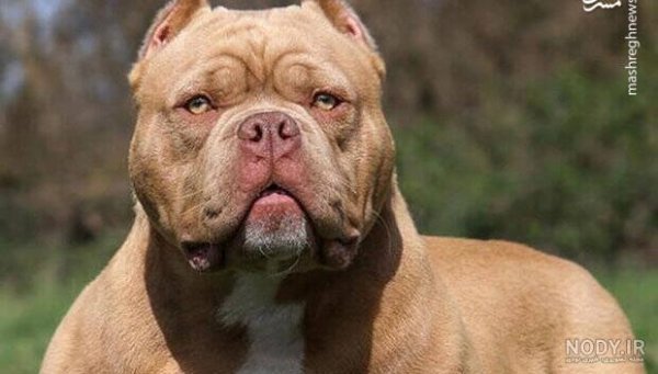  عکس از سگ پیت بول