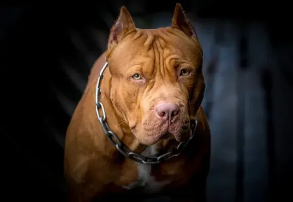  عکس از سگ پیت بول