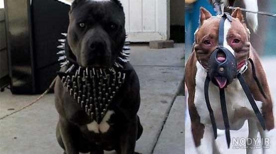  عکس از سگ پیت بول