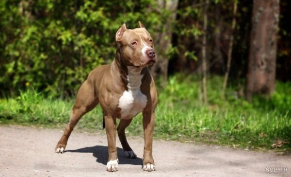  عکس از سگ پیت بول