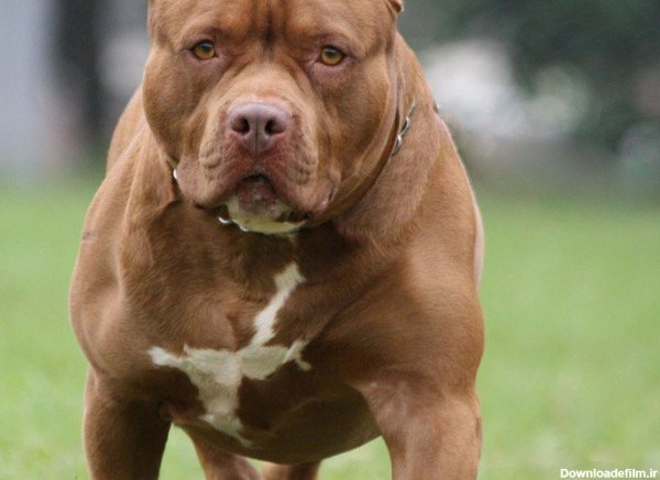  عکس سگ پیت بول وحشی