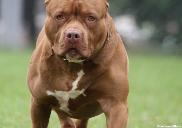  عکس سگ پیت بول وحشی