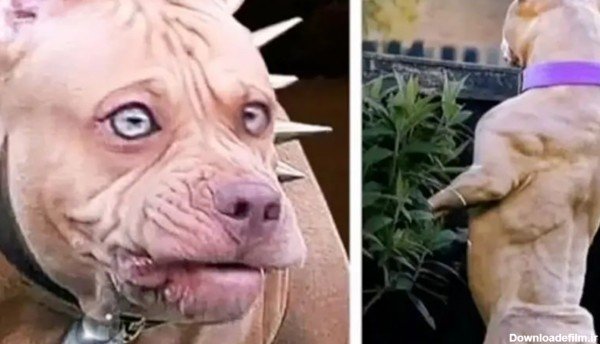  عکس سگ پیت بول وحشی