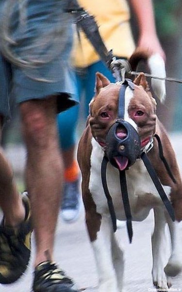  عکس سگ پیت بول وحشی