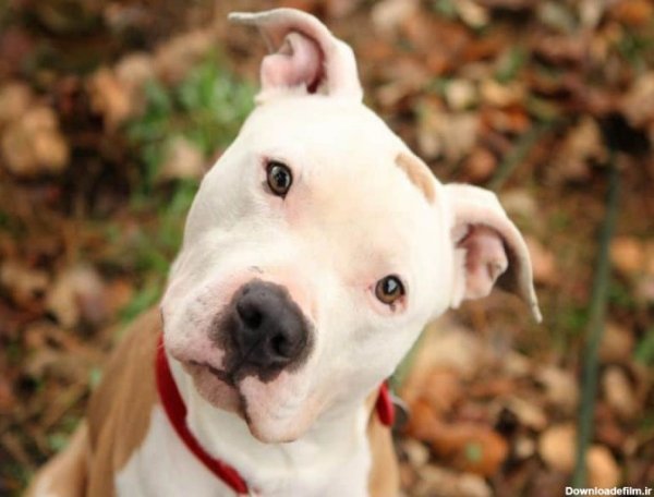  عکس سگ پیت بول وحشی