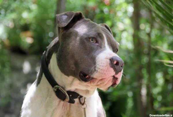  عکس سگ پیت بول وحشی
