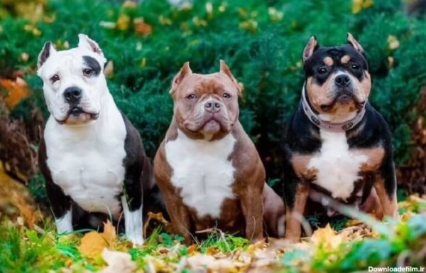 عکس سگ پیت بول وحشی