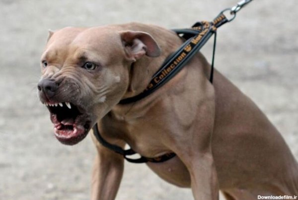  عکس سگ پیت بول وحشی