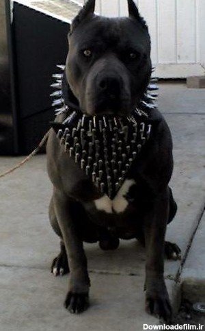  عکس سگ پیت بول وحشی