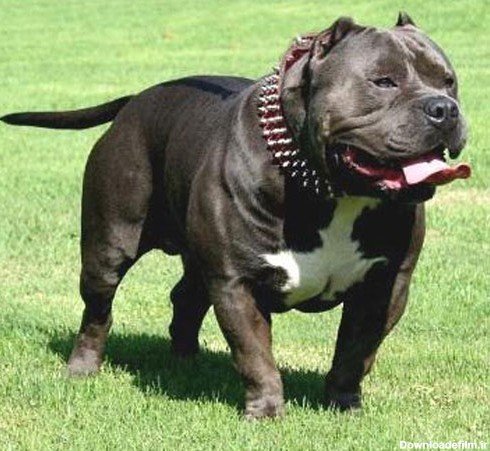  عکس سگ پیت بول وحشی