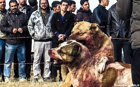  عکس سگ پیت بول وحشی