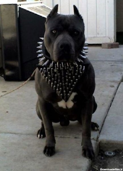  عکس سگ پیت بول وحشی
