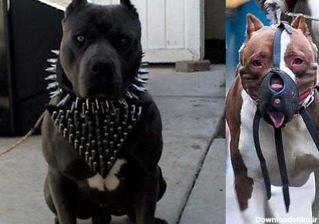  عکس سگ پیت بول وحشی