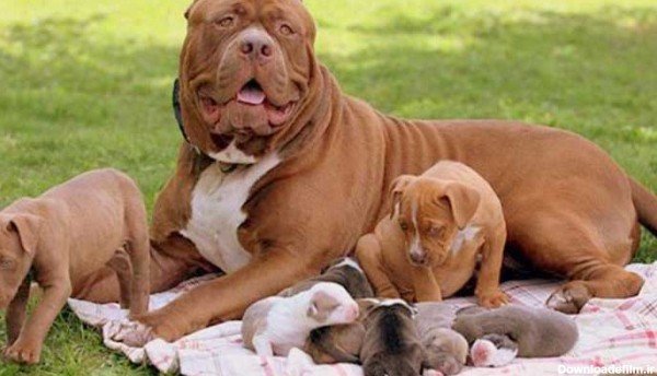  عکس سگ پیت بول وحشی