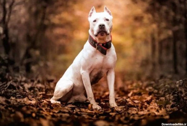  عکس سگ پیت بول وحشی
