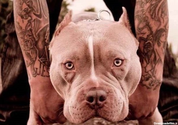  عکس سگ پیت بول وحشی
