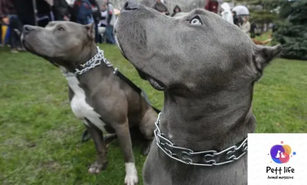  عکس سگ پیت بول خفن