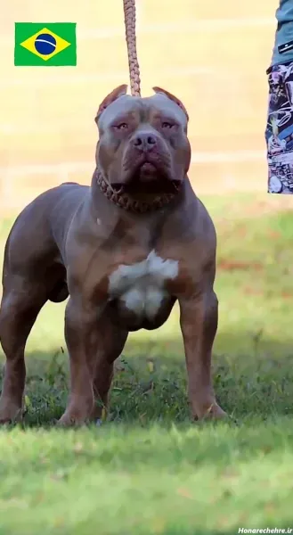  عکس سگ پیت بول خفن