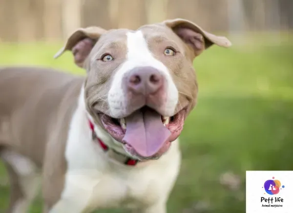  عکس سگ پیت بول خفن