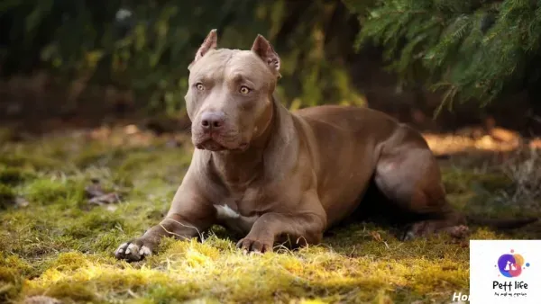  عکس سگ پیت بول خفن