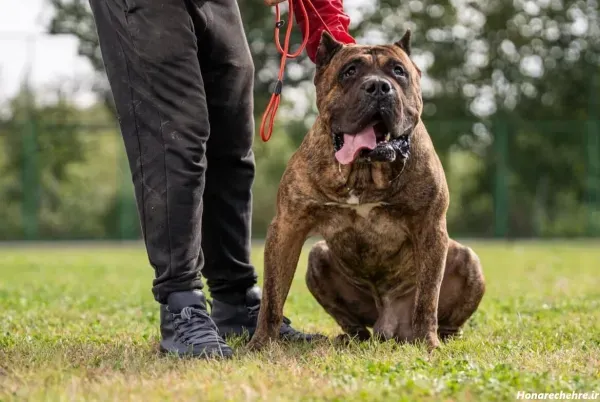  عکس سگ پیت بول خفن