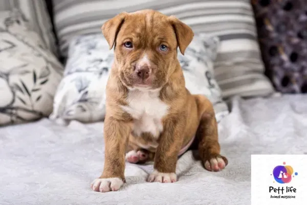  عکس سگ پیت بول خفن