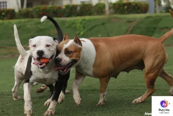  عکس سگ پیت بول خفن