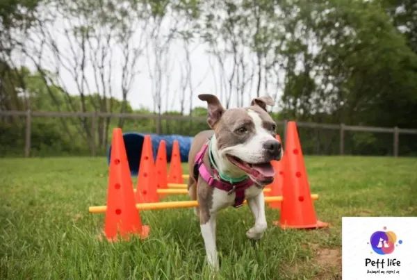  عکس سگ پیت بول خفن