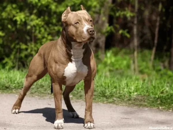  عکس سگ پیت بول خفن