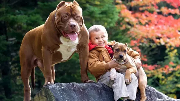  عکس سگ پیت بول خفن