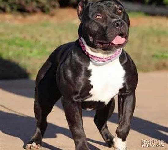 عکس سگ پیت بول سیاه