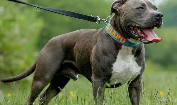  عکس سگ پیت بول سیاه