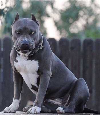  عکس سگ پیت بول سیاه