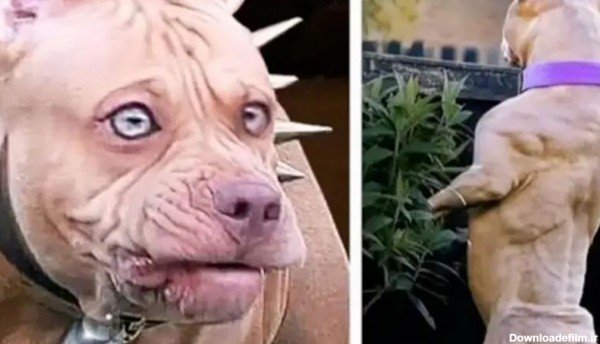  عکس سگ پیت بول سیاه