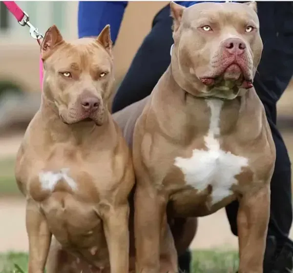  عکس سگ پیت بول سیاه