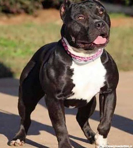  عکس سگ پیت بول سیاه
